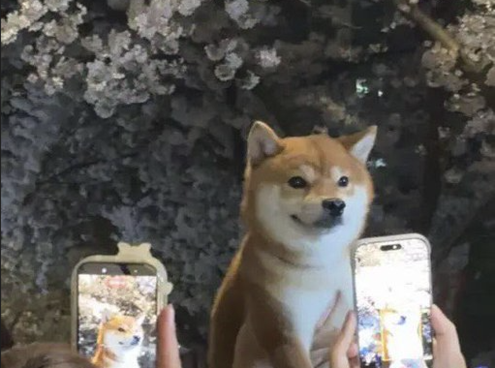 Sakura Shiba Inu banner